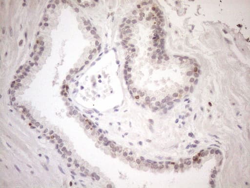 KCTD13 Antibody (clone OTI3B12)