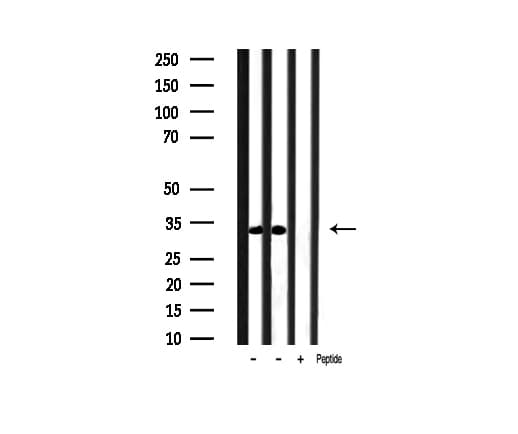 CASP3 / Caspase 3 Antibody (phospho-Ser150)