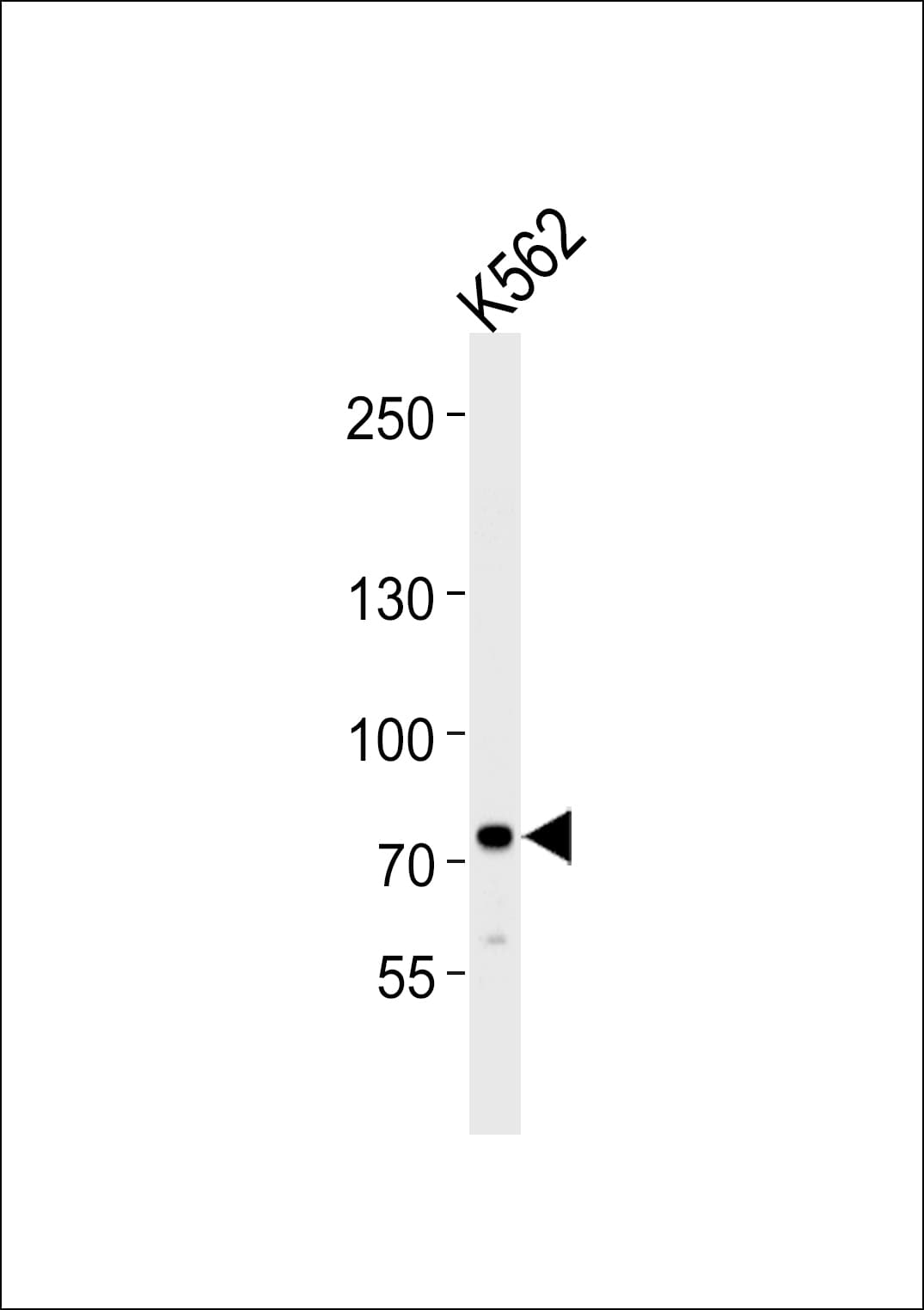 SOX30 Antibody (aa373-403)