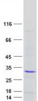 Human FAAP24 Protein (Recombinant Myc-DDK (Flag))