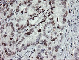 TLE1 / TLE 1 Antibody (clone OTI3C9)