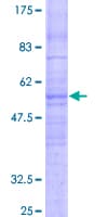 Human CMTM8 Protein (Recombinant GST)