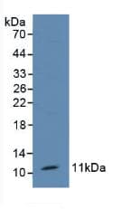 TFF1 / pS2 Antibody (aa1-87)