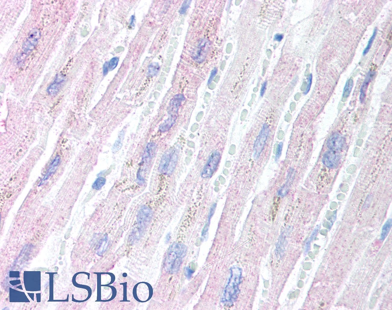 IHC-plus™ AES / Groucho Antibody