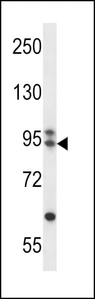 ARMC9 Antibody (aa95-124)