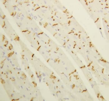 GJA1 / CX43 / Connexin 43 Antibody (aa366-382)