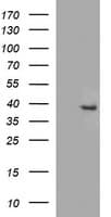 FA2H / FAAH Antibody (clone OTI2E3)