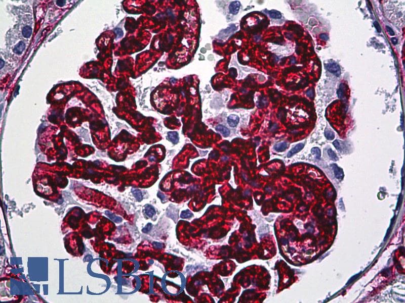 IHC-plus™ CD34 Antibody (clone QBEND-10, Concentrated)