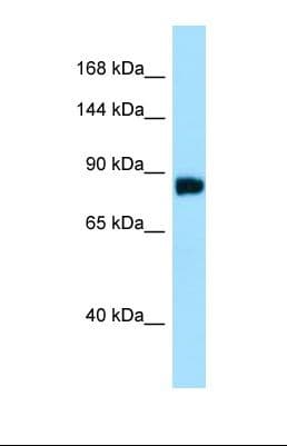 DDIAS Antibody (aa490-539)