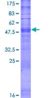 Human OR1J1 Protein (Recombinant GST)