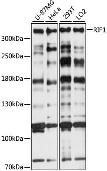 Polyclonal Rabbit anti-Human RIF1 Antibody (WB)
