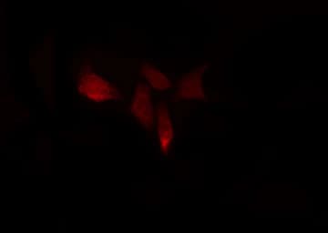 NOS3 / eNOS Antibody
