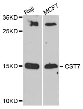 CST7 / Cystatin F Antibody