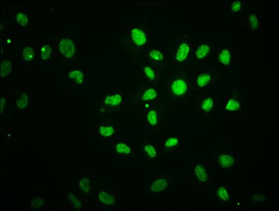 Polyclonal Rabbit anti-Human HIST1H2BN Antibody (IHC, IF)