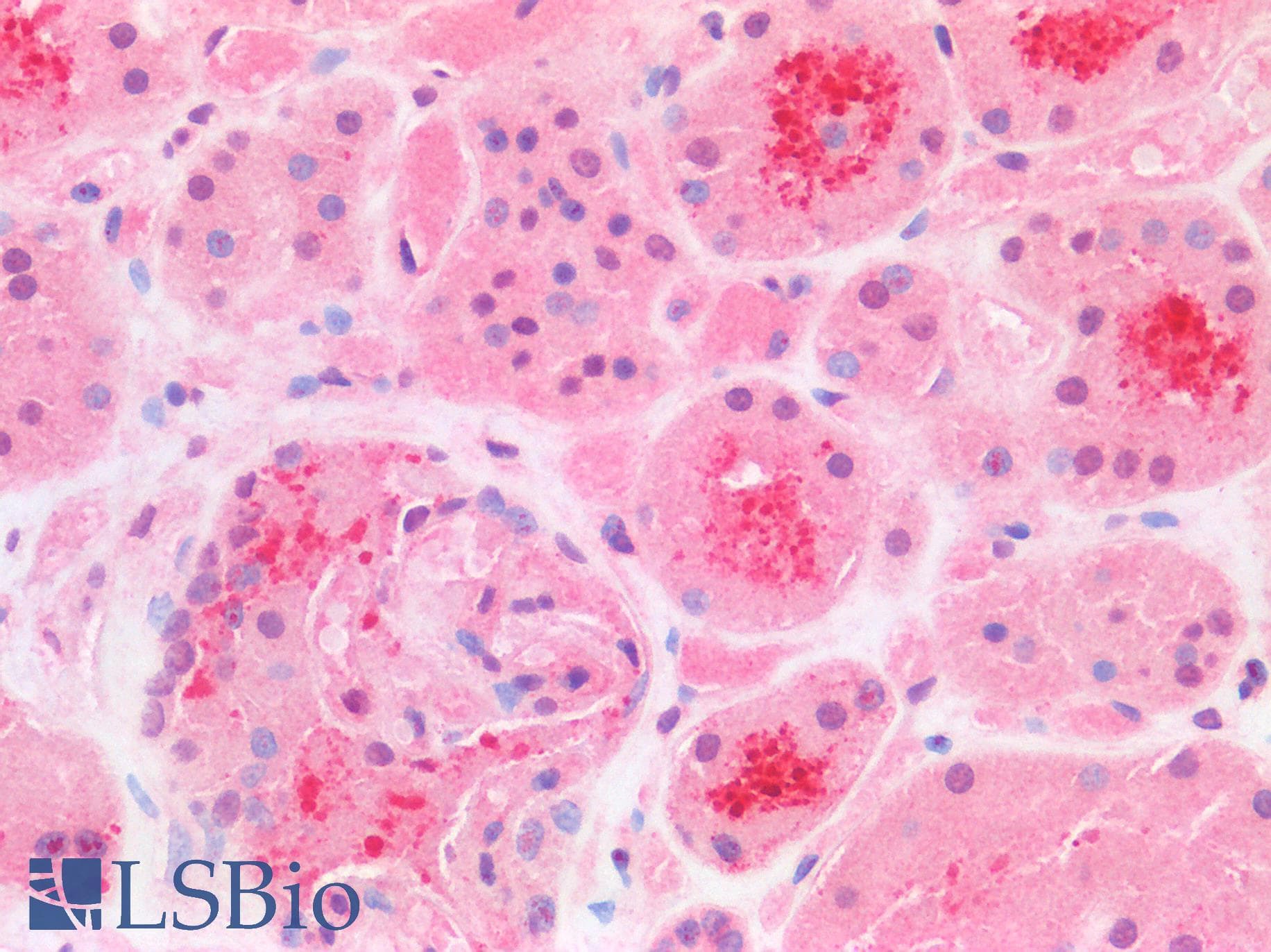 IHC-plus™ FOXC1 Antibody