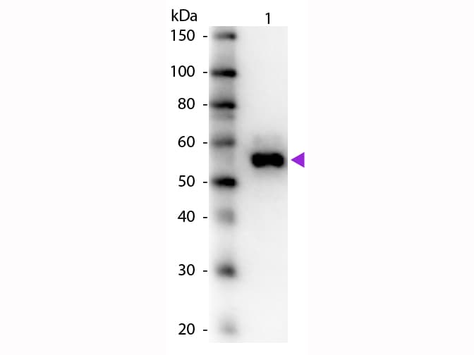 ALPI / Alkaline Phosphatase Antibody (Lyophilized)