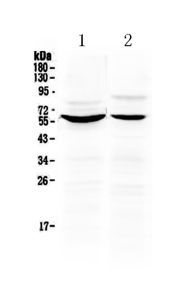 KPNA2 / Importin Alpha 1 Antibody