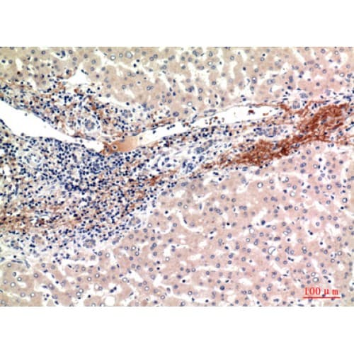 GFER Antibody (51-100 aa, Internal)