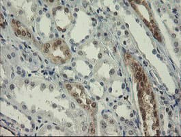 RBPMS / Hermes Antibody (clone OTI2G10, Carrier-free)