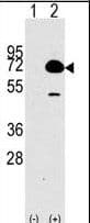 Polyclonal Rabbit anti-Human HDAC10 Antibody (aa16-46, WB)