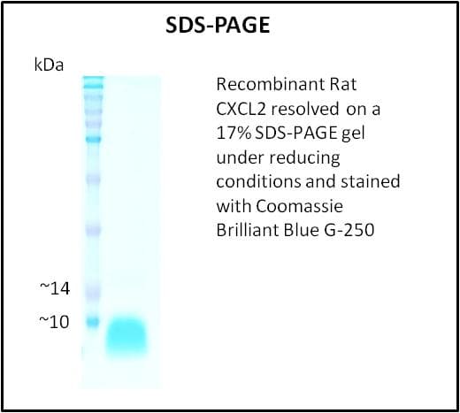 Rat MIP2 / GRO2 / CXCL2 Protein (Recombinant)