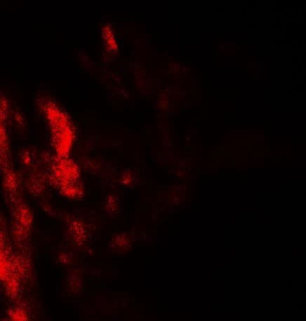 Polyclonal Rabbit anti-Human CD55 Antibody (IHC, IF, WB)