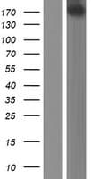 PER1 Protein (Over-Expression Lysate Myc-DDK (Flag))