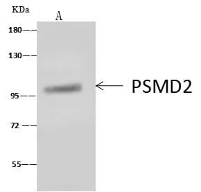 Polyclonal Rabbit anti-Human PSMD2 Antibody (WB)