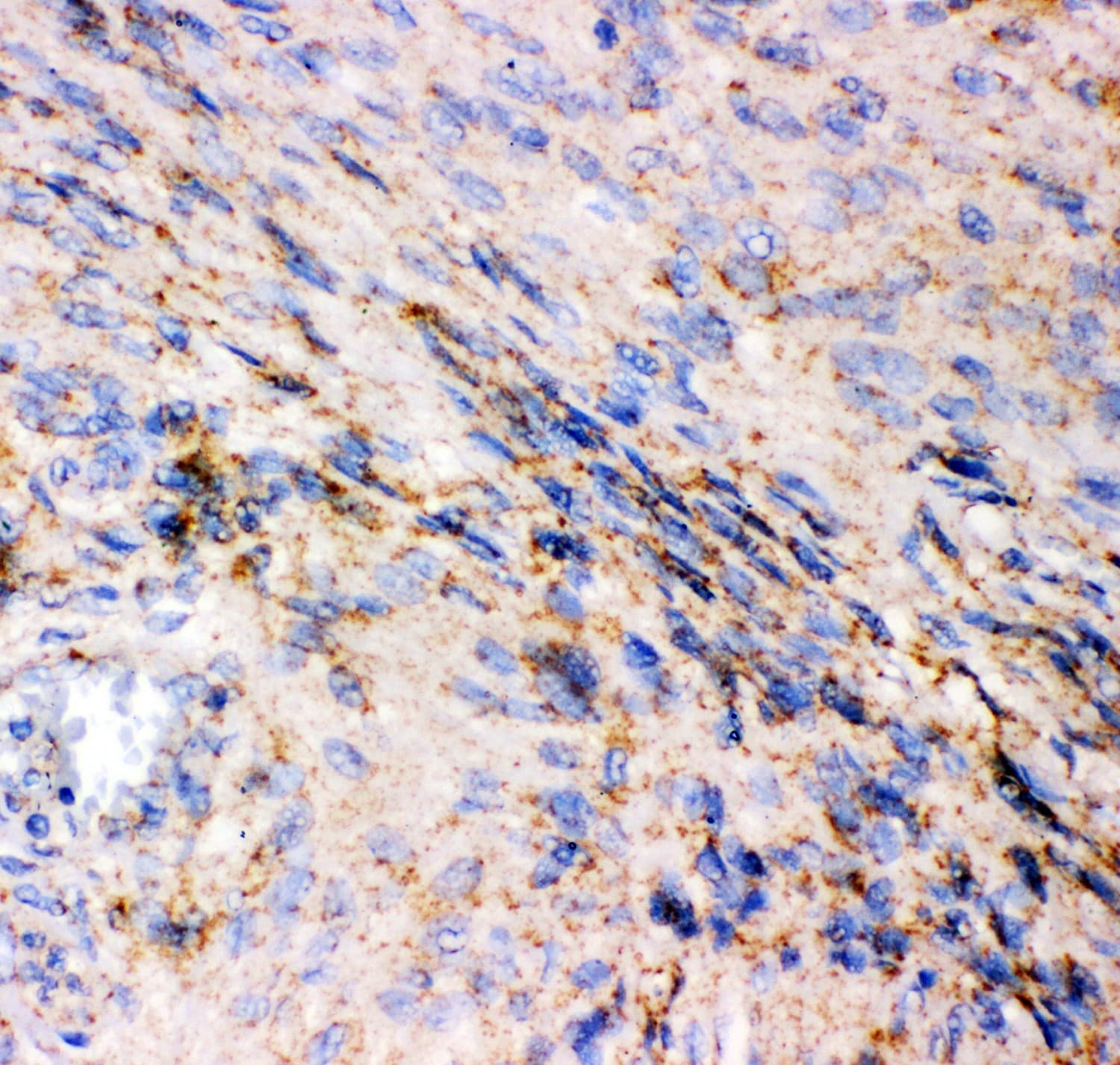 GRIA1 / GLUR1 Antibody (aa19-360)
