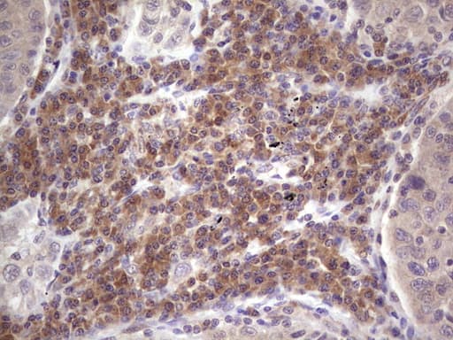 ASPA Antibody (aa77-313, clone OTI2D2)