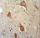 FGFBP3 Antibody (aa181-210)