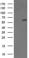 RAP74 / GTF2F1 Antibody (clone OTI1D5)