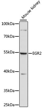 EGR2 Antibody