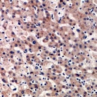 CYP2C18 / CYP2C Antibody