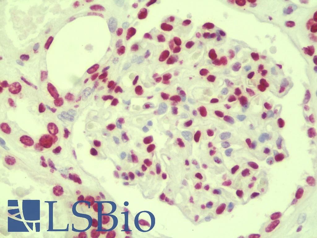 IHC-plus™ ANAPC10 / APC10 Antibody