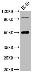 Polyclonal Rabbit anti-Human NADK2 / C5orf33 Antibody (IHC, WB)