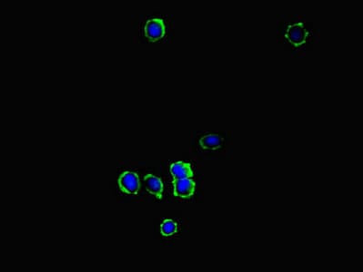 KYNU Antibody