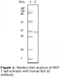 BCL10 / BCL-10 Antibody (clone 4F8E8H8)