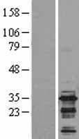 BIN3 Protein (Over-Expression Lysate Myc-DDK (Flag))
