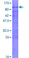 Human HOMEZ Protein (Recombinant GST)