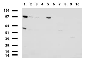 MLH1 Antibody (aa299-527, clone UMAB191)