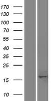 C17orf49 Protein (Over-Expression Lysate Myc-DDK (Flag))