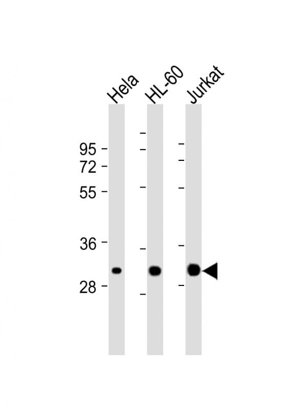 Monoclonal Mouse anti-Human CDK2 Antibody (clone 1534CT665.36.16, WB)