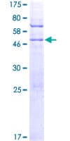 Human MYL10 Protein (Recombinant GST)