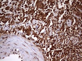 USP44 Antibody (aa420-712, clone OTI1F9)