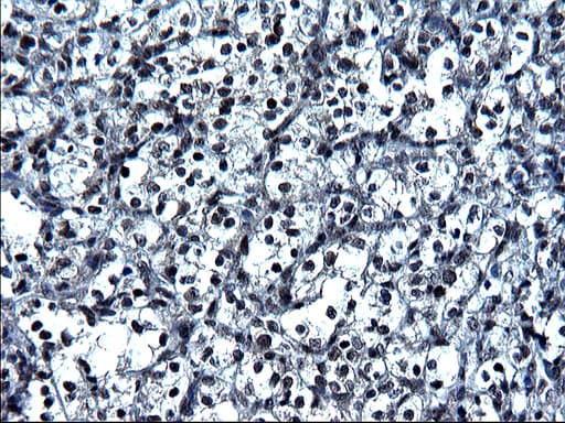 ZFAND3 / TEX27 Antibody (clone OTI1H10)