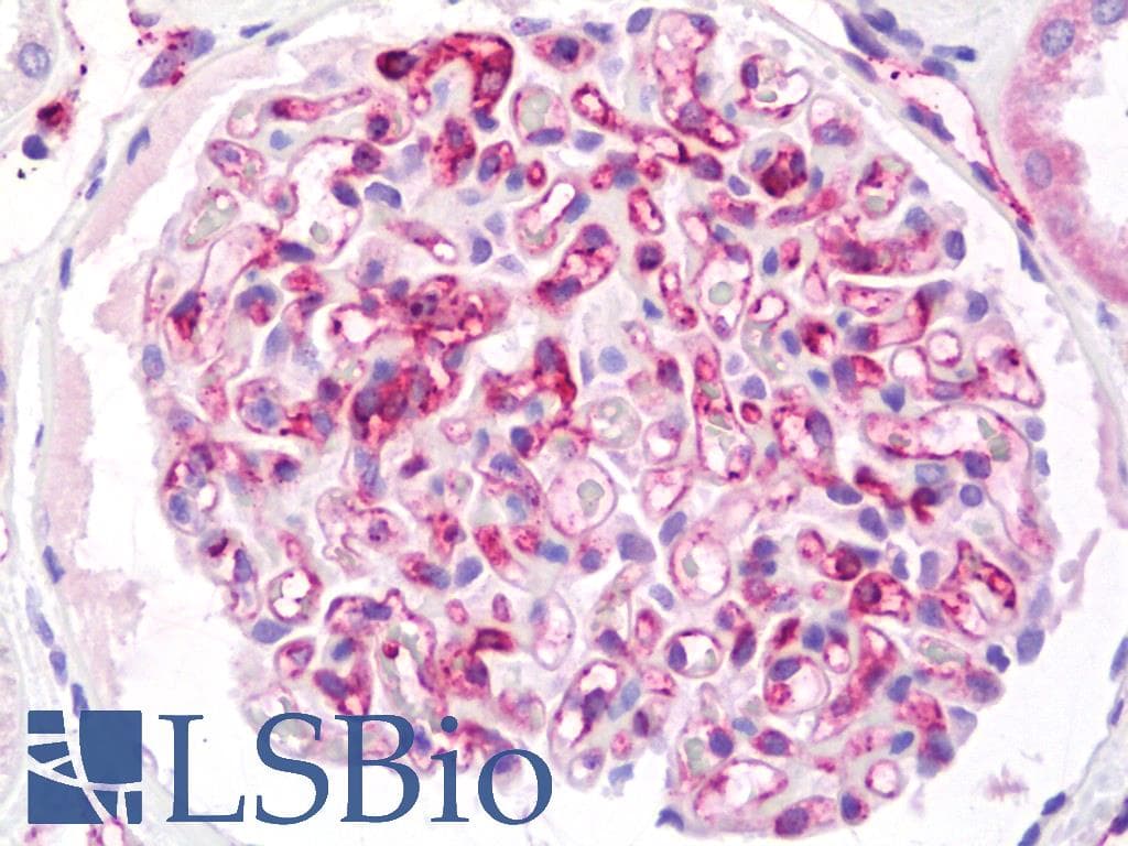 IHC-plus™ PECAM-1 / CD31 Antibody (clone 4D1)