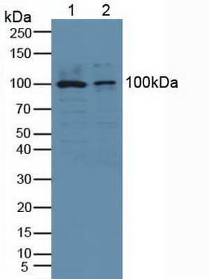 cPLA2 Antibody (aa563-749)