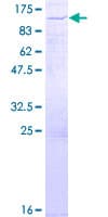 Human SOX13 Protein (Recombinant GST)