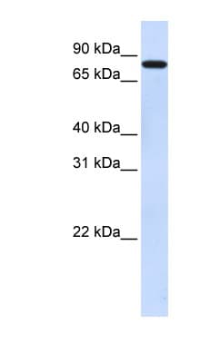 ZNF287 Antibody (N-Terminus)